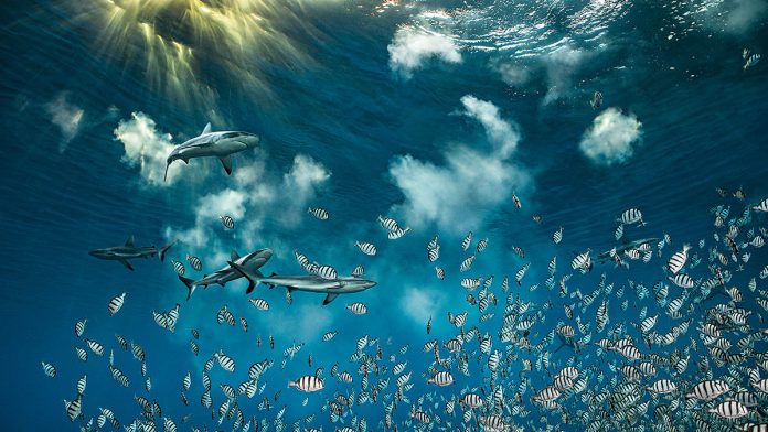 Blancpain Ocean Commitment Blancpain Ocean Commitment