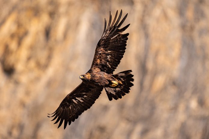 La Fundación Alpine Eagle lleva a cabo una nueva misión científica para la conservación del águila real que durará cuatro años La Fundación Alpine Eagle lleva a cabo una nueva misión científica para la conservación del águila real que durará cuatro años