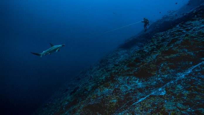 Blancpain Ocean Commitment, activamente involucrado en la protección de los océanos desde hace 20 años Blancpain Ocean Commitment, activamente involucrado en la protección de los océanos desde hace 20 años