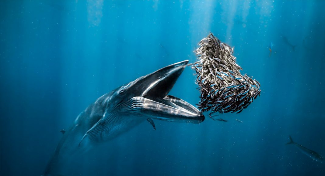 Rafael Fernández Caballero -submarinista, fotógrafo y embajador de la marca Alpina- es nombrado Ocean Photographer of the Year 2024