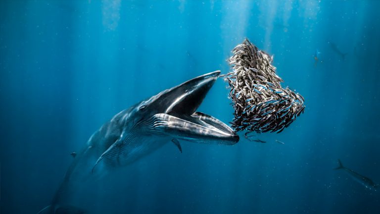 Rafael Fernández Caballero -submarinista, fotógrafo y embajador de la marca Alpina- es nombrado Ocean Photographer of the Year 2024